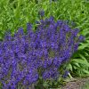 Mezei zsálya – Salvia pratensis 'Fashionista Evening Attire'