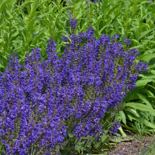 Mezei zsálya – Salvia pratensis 'Fashionista Evening Attire'