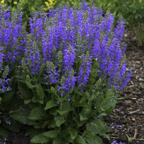   Mezei zsálya – Salvia pratensis 'Fashionista Midnight Model'