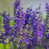 Mezei zsálya – Salvia pratensis 'Fashionista Midnight Model'