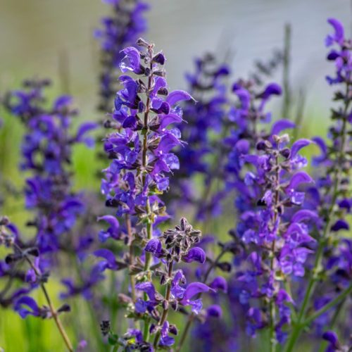 Mezei zsálya – Salvia pratensis 'Fashionista Midnight Model'