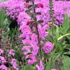 Mezei zsálya – Salvia pratensis 'Fashionista Moulin Rouge'