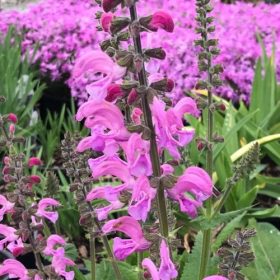   Mezei zsálya – Salvia pratensis 'Fashionista Moulin Rouge'