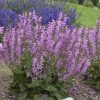 Mezei zsálya – Salvia pratensis 'Fashionista Moulin Rouge'