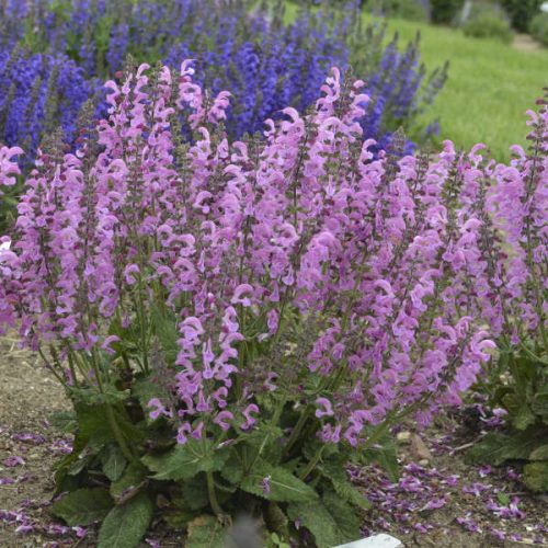 Mezei zsálya – Salvia pratensis 'Fashionista Moulin Rouge'