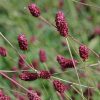 Őszi vérfű – Sanguisorba officinalis 'Maartje's Merlot'
