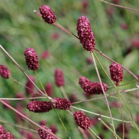   Őszi vérfű – Sanguisorba officinalis 'Maartje's Merlot'
