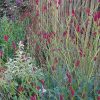 Őszi vérfű – Sanguisorba officinalis 'Maartje's Merlot'