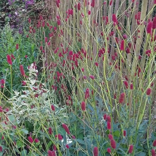 Őszi vérfű – Sanguisorba officinalis 'Maartje's Merlot'