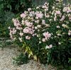 Szappanfű – Saponaria officinalis 'Graciella Pink'