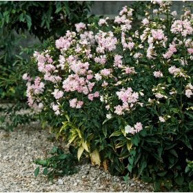   Szappanfű – Saponaria officinalis 'Graciella Pink'