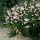 Szappanfű – Saponaria officinalis 'Graciella Pink'