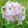 Szappanfű – Saponaria officinalis 'Graciella Pink'