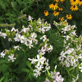 Szappanfű – Saponaria officinalis 'Graciella White