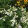 Szappanfű – Saponaria officinalis 'Graciella White