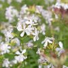 Szappanfű – Saponaria officinalis 'Graciella White