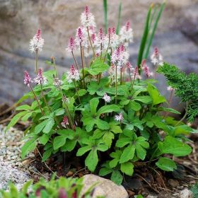 Turbáncső – Tiarella 'Pink Skyrocket'