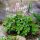 Turbáncső – Tiarella 'Pink Skyrocket'