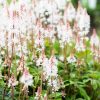 Turbáncső – Tiarella 'Pink Skyrocket'
