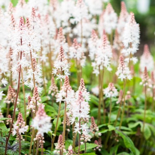 Turbáncső – Tiarella 'Pink Skyrocket'