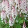 Turbáncső – Tiarella 'Spring Symphony'