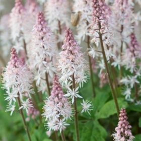 Turbáncső – Tiarella 'Spring Symphony'