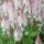 Turbáncső – Tiarella 'Spring Symphony'
