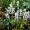 Turbáncső – Tiarella 'Spring Symphony'