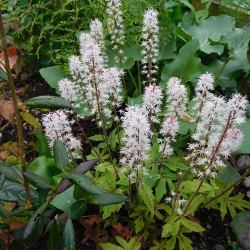 Turbáncső – Tiarella 'Spring Symphony'