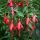 Fukszia – Fuchsia magellanica 'David'