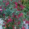 Fukszia – Fuchsia magellanica 'David'
