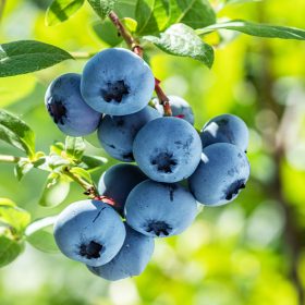   Nagytermésű kék áfonya – Vaccinium corymbosum 'Blues Brothers