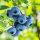 Nagytermésű kék áfonya – Vaccinium corymbosum 'Blues Brothers