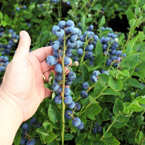 Nagytermésű kék áfonya – Vaccinium corymbosum 'Blues Brothers