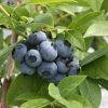 Nagytermésű kék áfonya – Vaccinium corymbosum 'Blueroma'