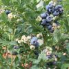 Nagytermésű kék áfonya – Vaccinium corymbosum 'Blueroma'