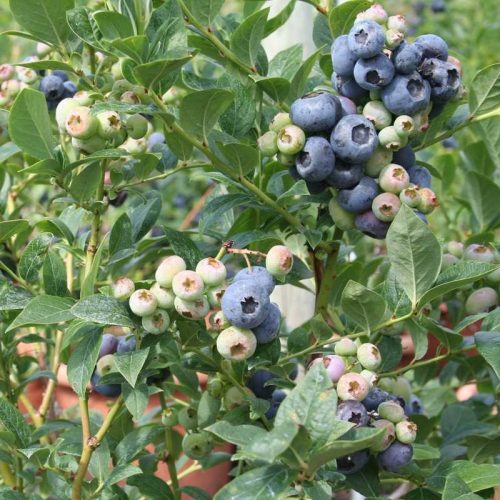 Nagytermésű kék áfonya – Vaccinium corymbosum 'Blueroma'