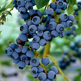 Nagytermésű kék áfonya – Vaccinium corymbosum 