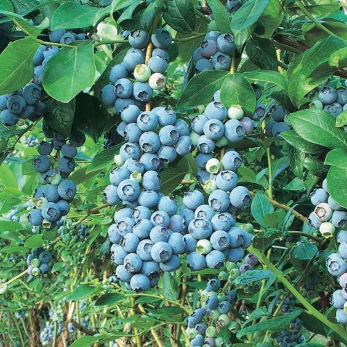 Nagytermésű kék áfonya – Vaccinium corymbosum 