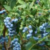 Kompakt kék áfonya – Vaccinium x angustifolium Lowberry 'Hello AGAIN'