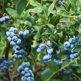   Kompakt kék áfonya – Vaccinium x angustifolium Lowberry 'Hello AGAIN'