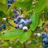 Kompakt kék áfonya – Vaccinium x angustifolium Lowberry 'Hello AGAIN'