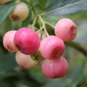   Rózsaszín termésű áfonya – Vaccinium corymbosum 'Pink Bonbons'