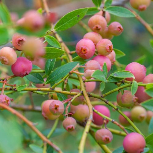 Rózsaszín termésű áfonya – Vaccinium corymbosum 'Pink Bonbons'