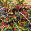 Törpe eperfa – Morus MojoBerry®