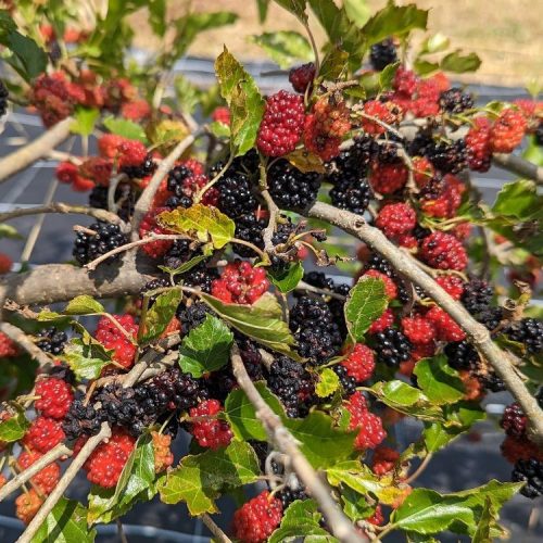 Törpe eperfa – Morus MojoBerry®