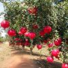 Gránátalma – Punica granatum 'Crisanzio'