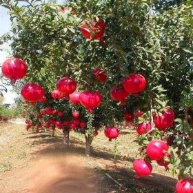 Gránátalma – Punica granatum 'Crisanzio'
