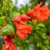 Gránátalma – Punica granatum 'Crisanzio'