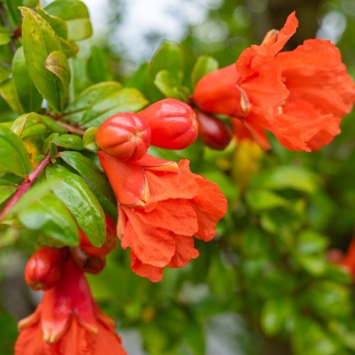 Gránátalma – Punica granatum 'Crisanzio'